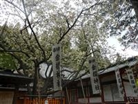 金櫻神社・写真