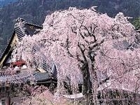 身延山久遠寺・写真