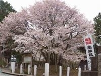 中将姫誓願桜・写真