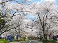 寺尾ヶ原千本桜公園・写真