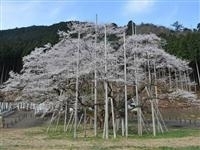 根尾谷淡墨桜・写真