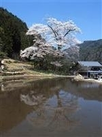 苗代桜・写真