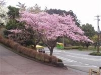 熱海姫の沢公園・写真