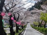 家山の桜トンネル・写真