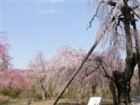 法泉寺のしだれ桜・写真