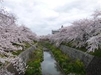 山崎川四季の道・写真