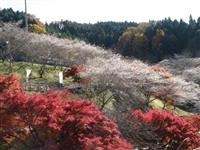 小原の四季桜・写真