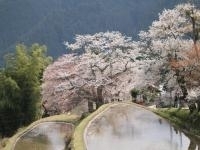 三多気の桜・写真
