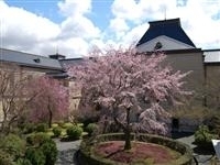 京都府庁旧本館・写真