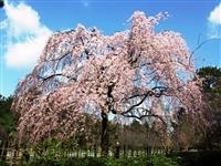 京都御苑・写真