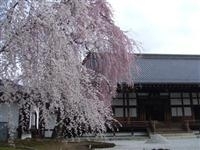 高台寺・写真