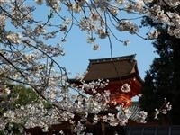 石清水八幡宮・写真