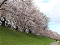 淀川河川公園背割堤地区・写真