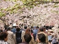 造幣局 桜の通り抜け・写真