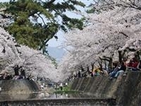 夙川公園・写真