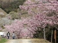 かみかわ桜の山・桜華園・写真
