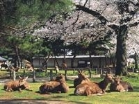 奈良公園・写真