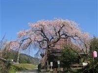 西光寺の城之山桜・写真