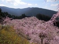 楽天トラベル 奈良県 お花見 スポット