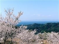 西山千本桜・写真