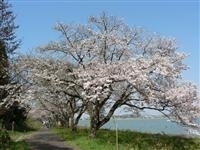 湖山池青島公園・写真