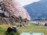 桜土手・写真