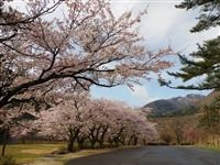 船上山万本桜公園・写真