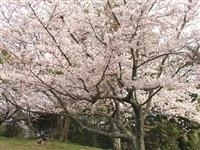 浜田城山公園・写真