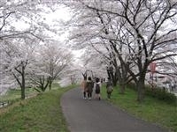 斐伊川堤防桜並木・写真