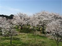 丸子山公園・写真