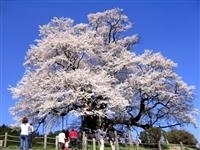 醍醐桜・写真
