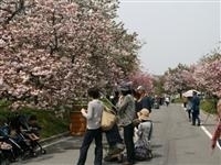 花のまわりみち・写真