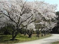 特別名勝 栗林公園・写真