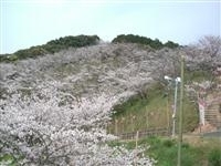 南レク城辺公園・大森山桜園・写真