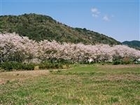 鮎乃瀬公園・写真