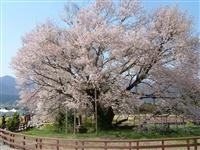 一心行の大桜・写真