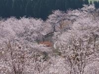 花立公園・写真