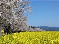 西都原・写真