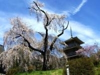 浄専寺のしだれ桜・写真