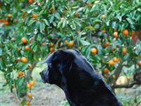 オレンジフローラル ファーム・写真
