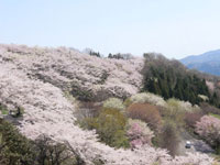 桜山公園の桜・写真