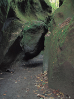苔の洞門・写真