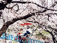 華蔵寺公園のサクラ・写真
