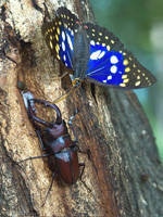 群馬県立ぐんま昆虫の森・写真
