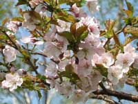 旭岳温泉自然探勝路の桜・写真