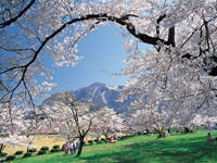 羊山公園の桜・写真