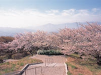 美の山公園の桜・写真