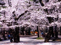 大宮公園の桜・写真