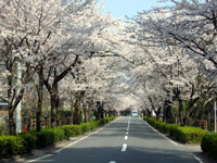 長瀞の桜並木・写真