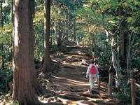 高尾山自然研究路・写真